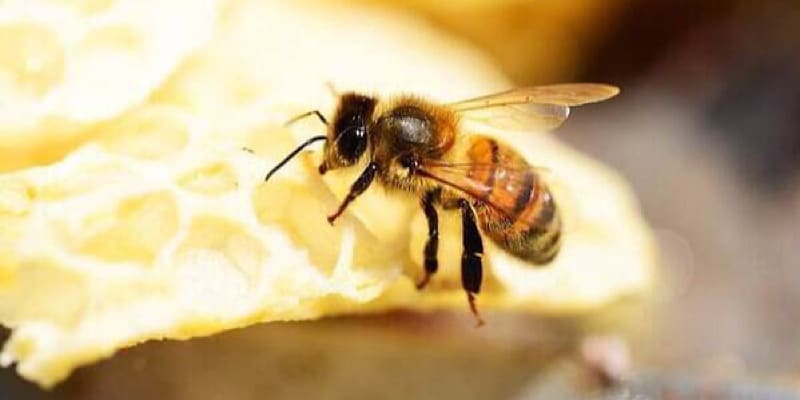 giải mã giấc mơ thấy tổ ong